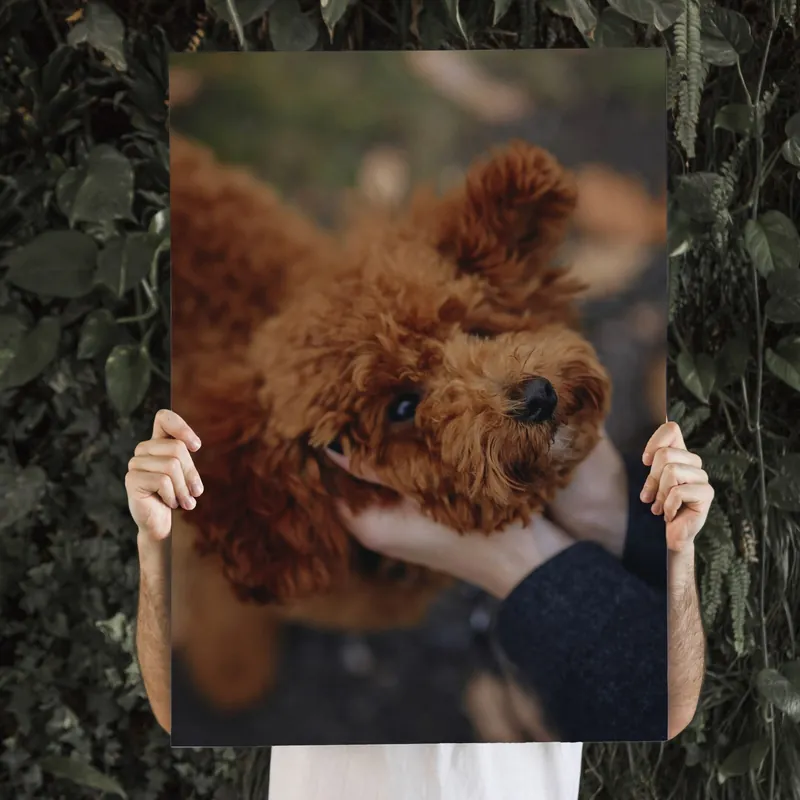 Pictură pe pânză Câinele tău realizat la comandă după fotografia ta Nr s47163 Super ofertă