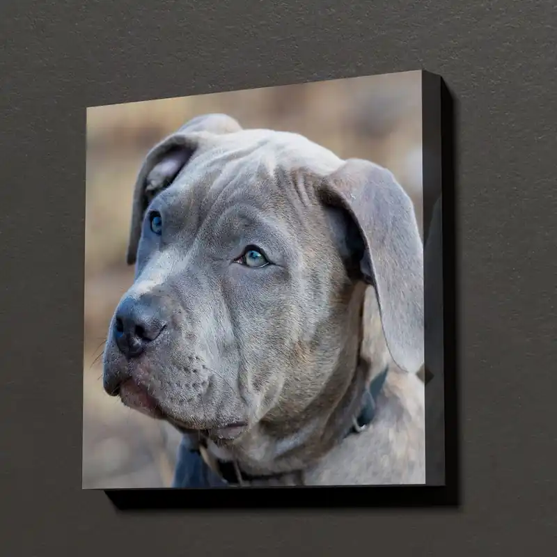 Pictură pe pânză Câinele tău realizat la comandă după fotografia ta Nr s47170 Preț mic