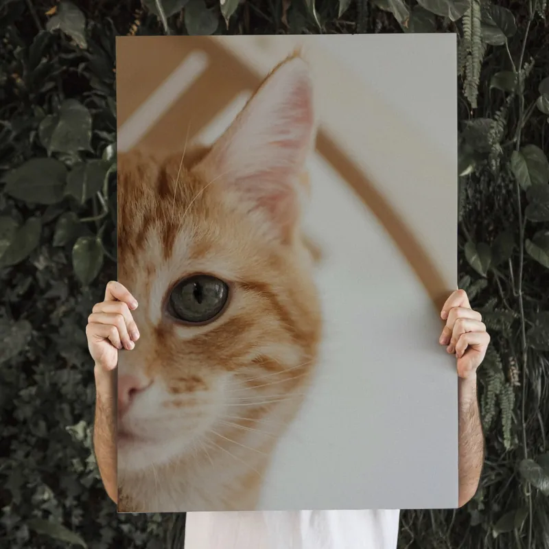 Pictură pe pânză Fotografie cu pisica ta pe pânză Nr s47220 Lichidare de stoc