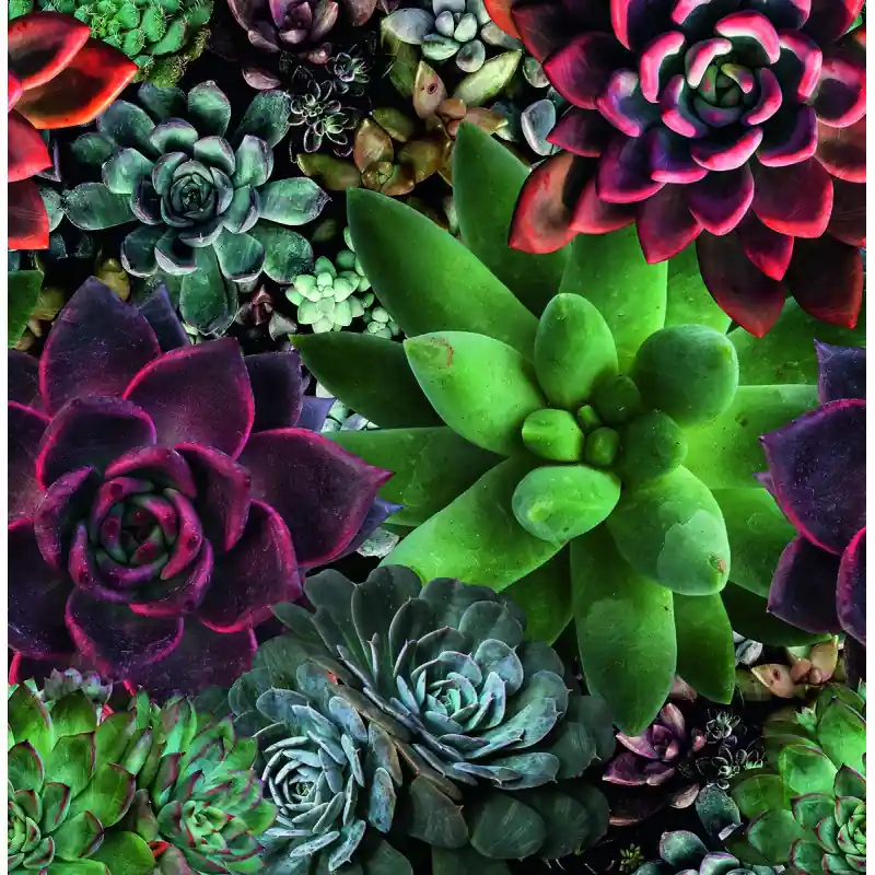Tapet decorativ, Marburg floral, living, Profi Smart Art Aspiration, 46701 Ofertă