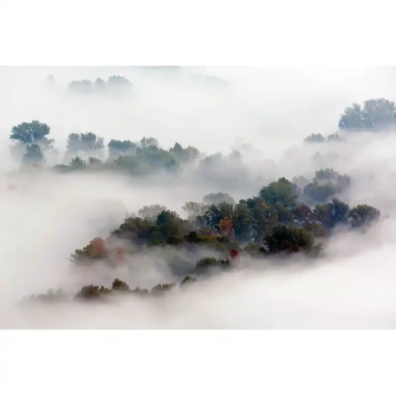 Fototapet padure in ceata FO127 Reducere specială