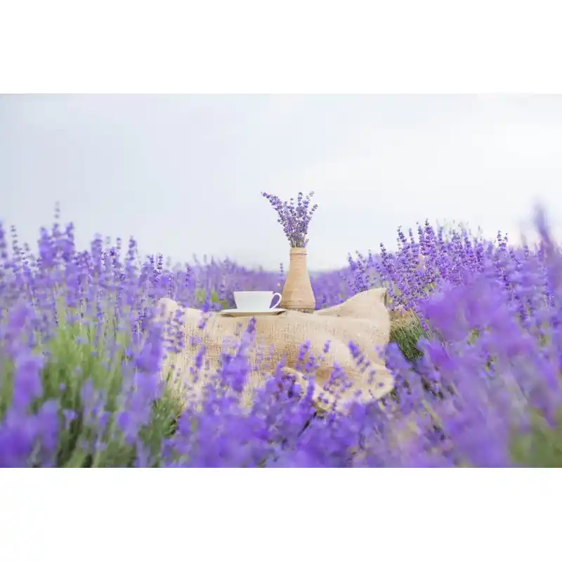 Preț redus Fototapet fara imbinare cu lavanda FL52