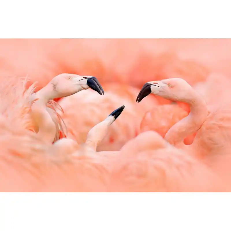Fototapet dintr-o bucata cu pasari Flamingo AN127 Ofertă limitată