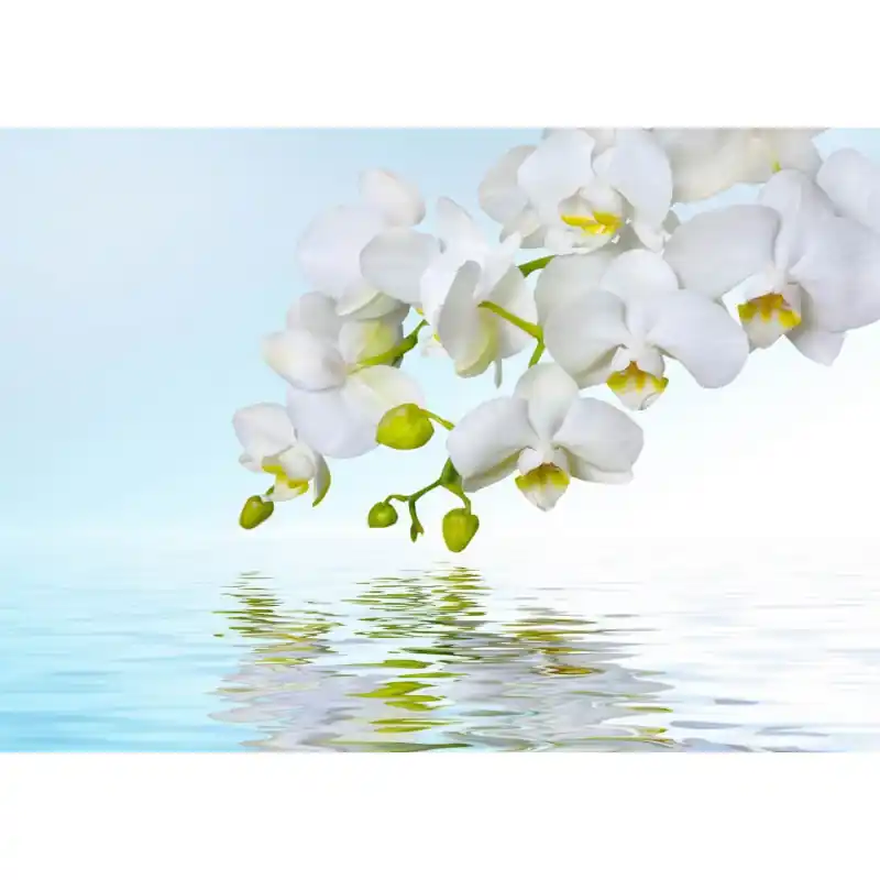 Fototapet floral cu Orhidee ORH48 Preț mic