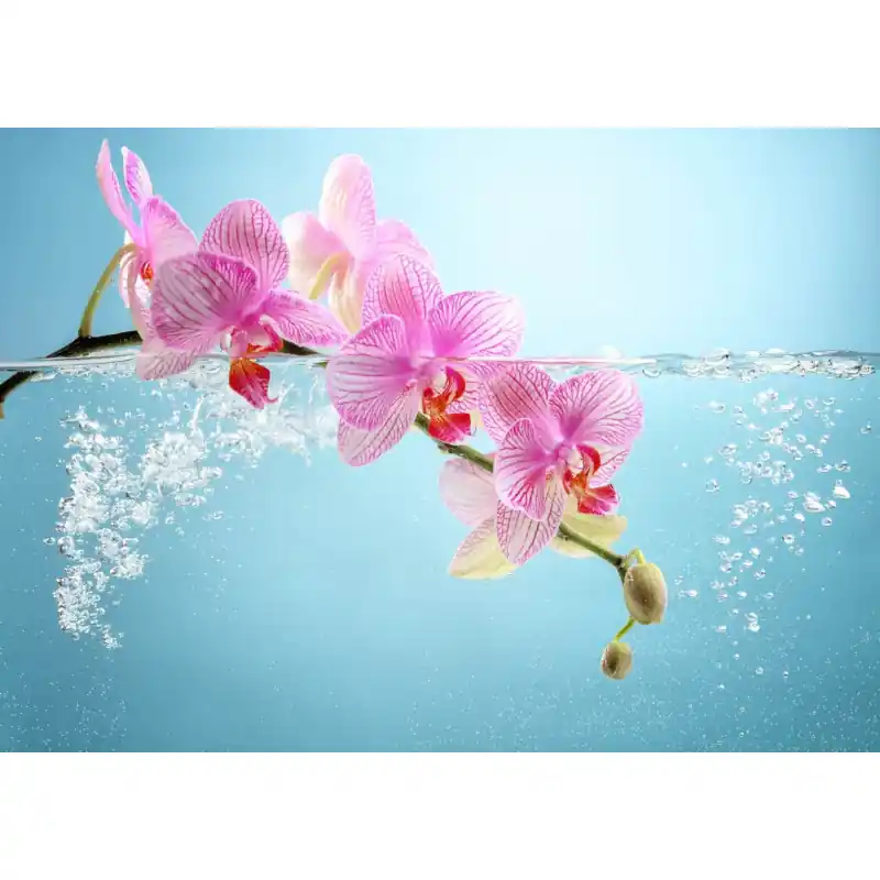 Fototapet floral cu Orhidee ORH9 Retur gratuit
