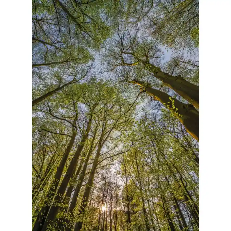 Fototapet cu padure 4-522 Komar Comandă acum