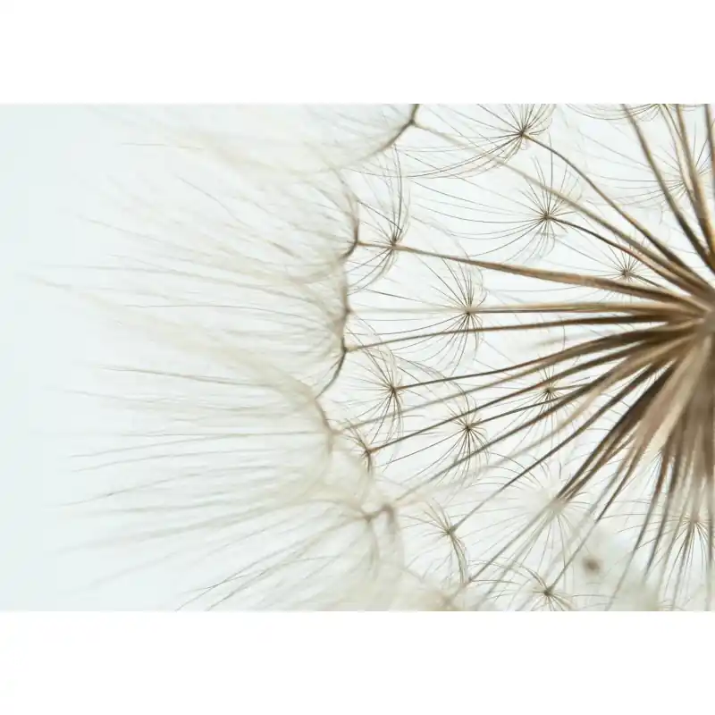 Fototapet floral, cu papadie, OD1 Popular