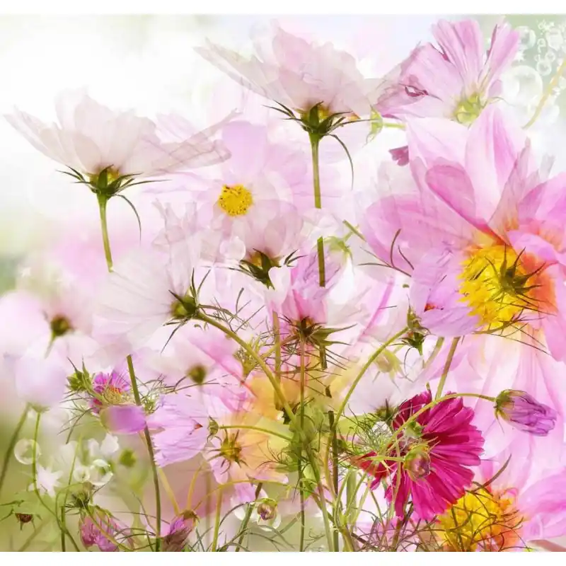 Fototapet floral, flori de camp colorate, GR22 Cumpără online