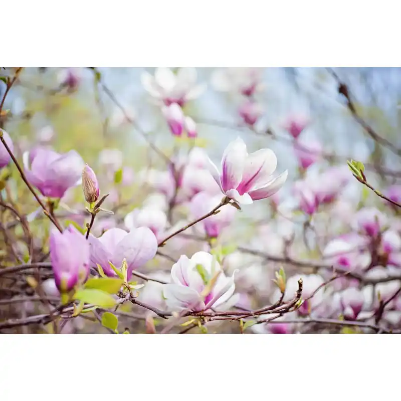 Fototapet floral, flori magnoli, roz, FL85 Expediere rapidă