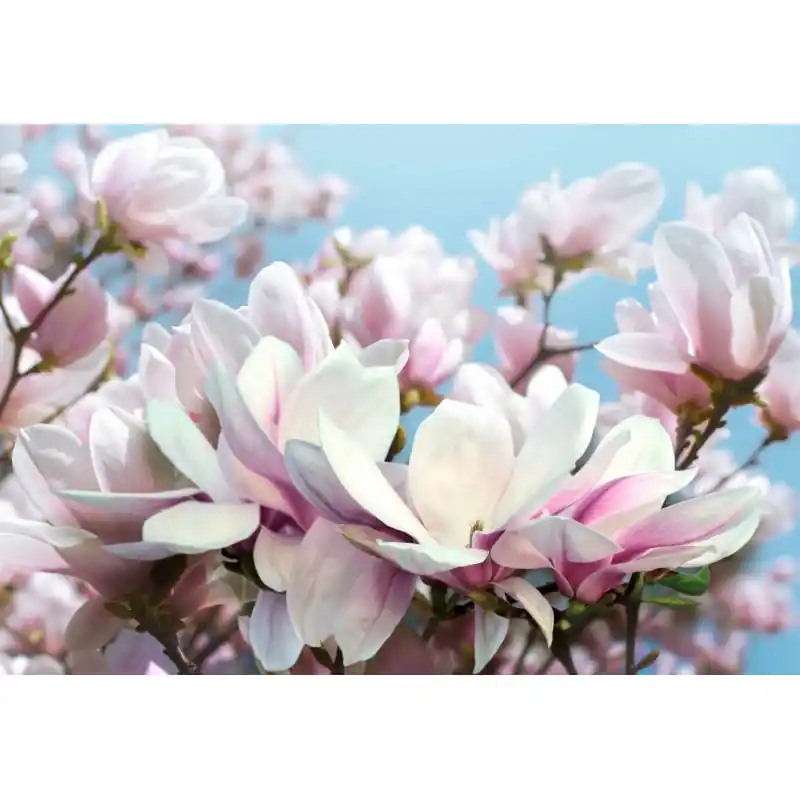 Ofertă exclusivă Fototapet 3D, flori magnolia, 3D82