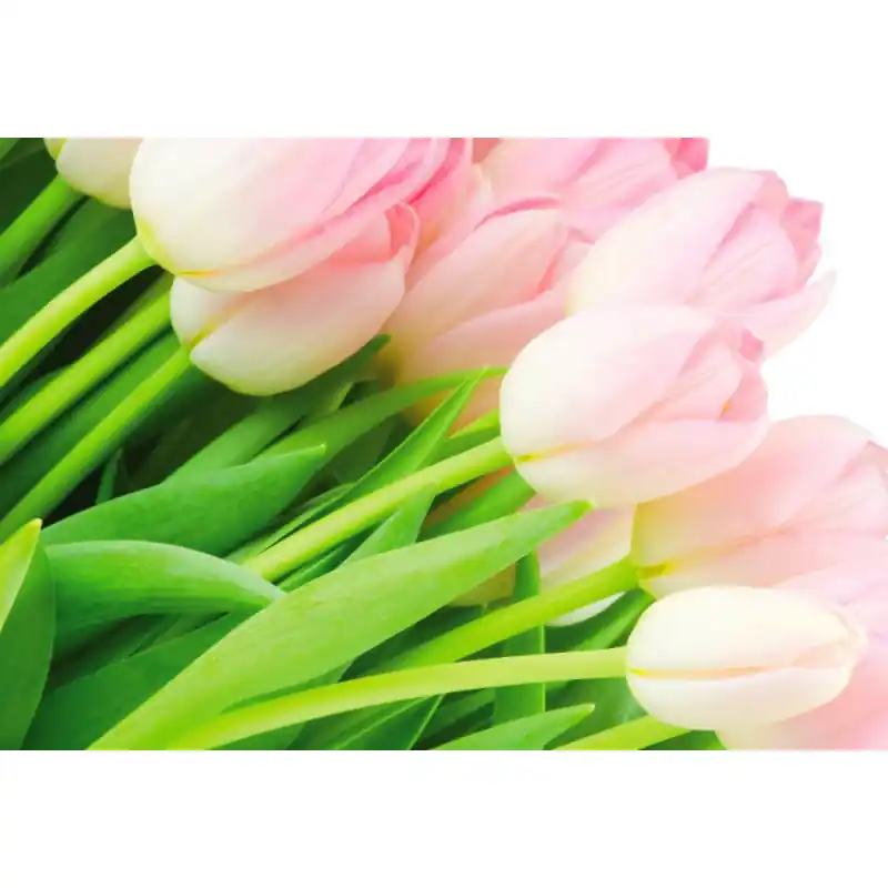 Preferatul clienților Fototapet floral Consalnet 8-018P8