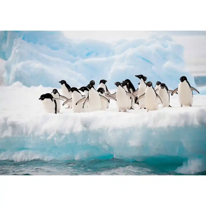 Disponibil imediat Fototapet animale Consalnet 2726P4