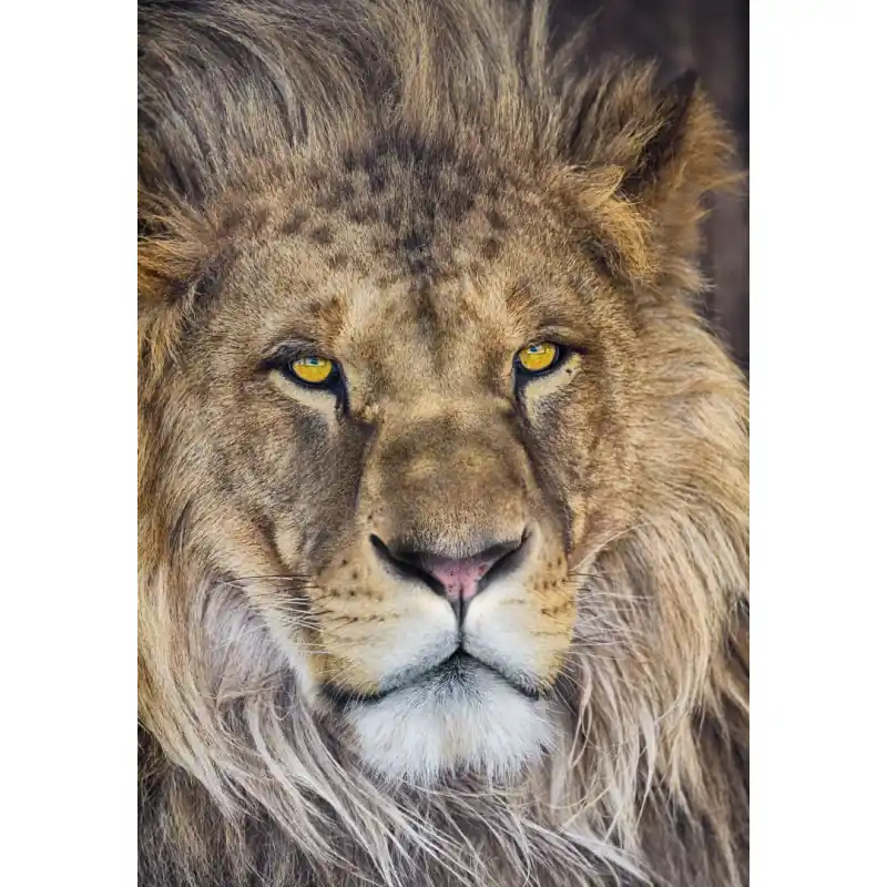 Disponibil imediat Fototapet animale Komar 1-619