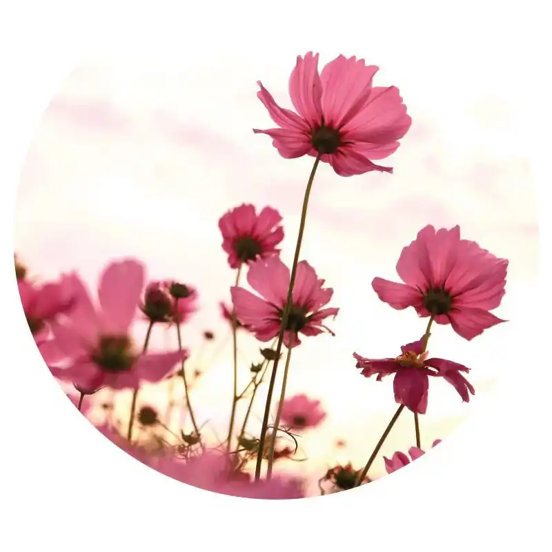 Ieftin Fototapet floral Wizard & Genius NW8950