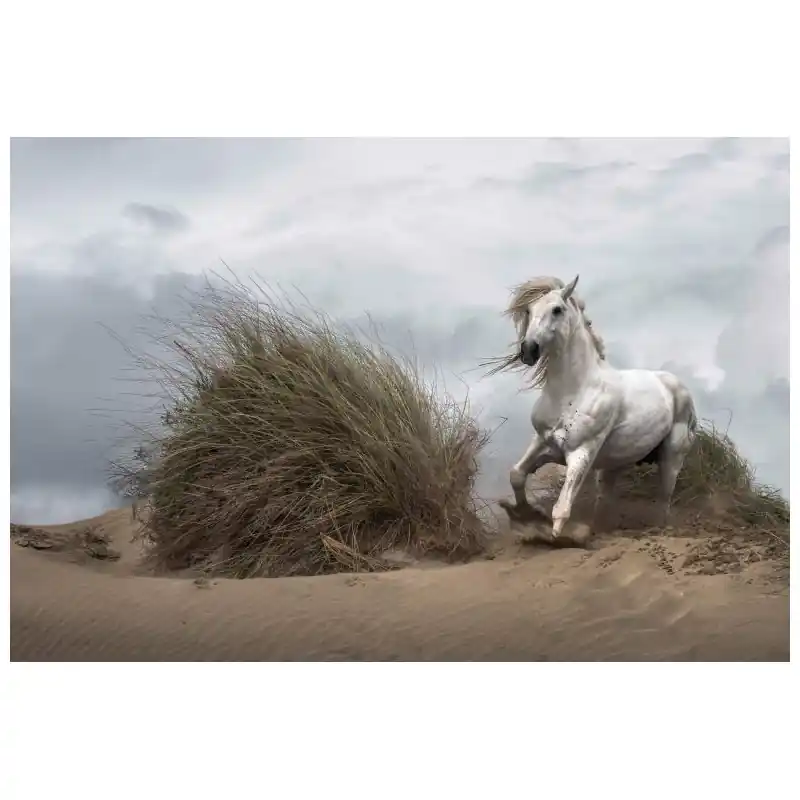 Fototapet animale Wizard & Genius P4455 Preț promoțional
