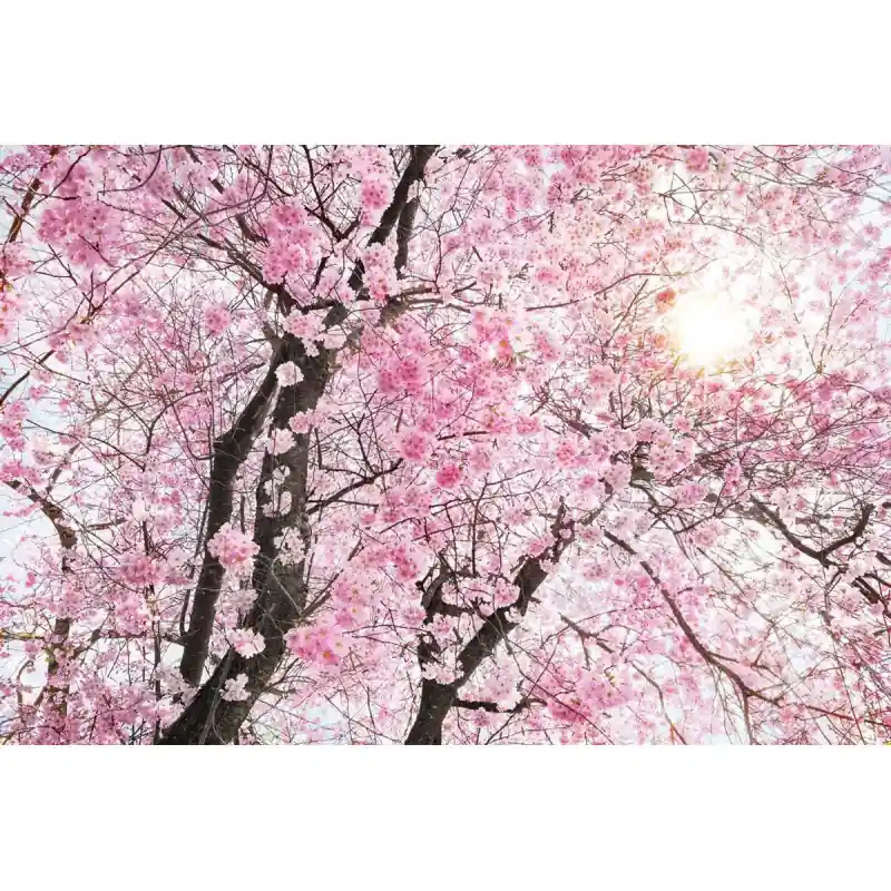 Fototapet floral Komar XXL4-046 Ofertă limitată