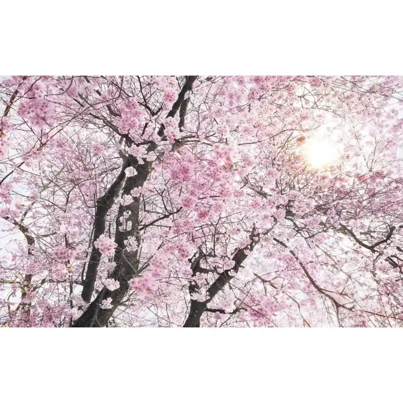 Livrare rapidă Fototapet floral Komar SH083-VD4