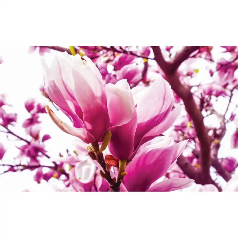 Ofertă de sezon Fototapet floral Consalnet 1341P8