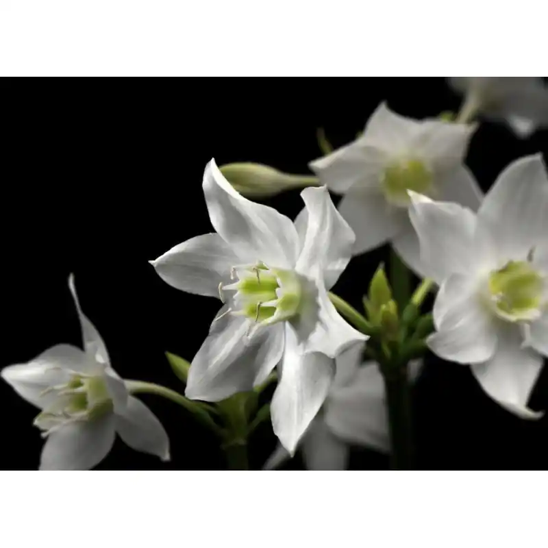 Retur gratuit Fototapet floral Komar 4-259