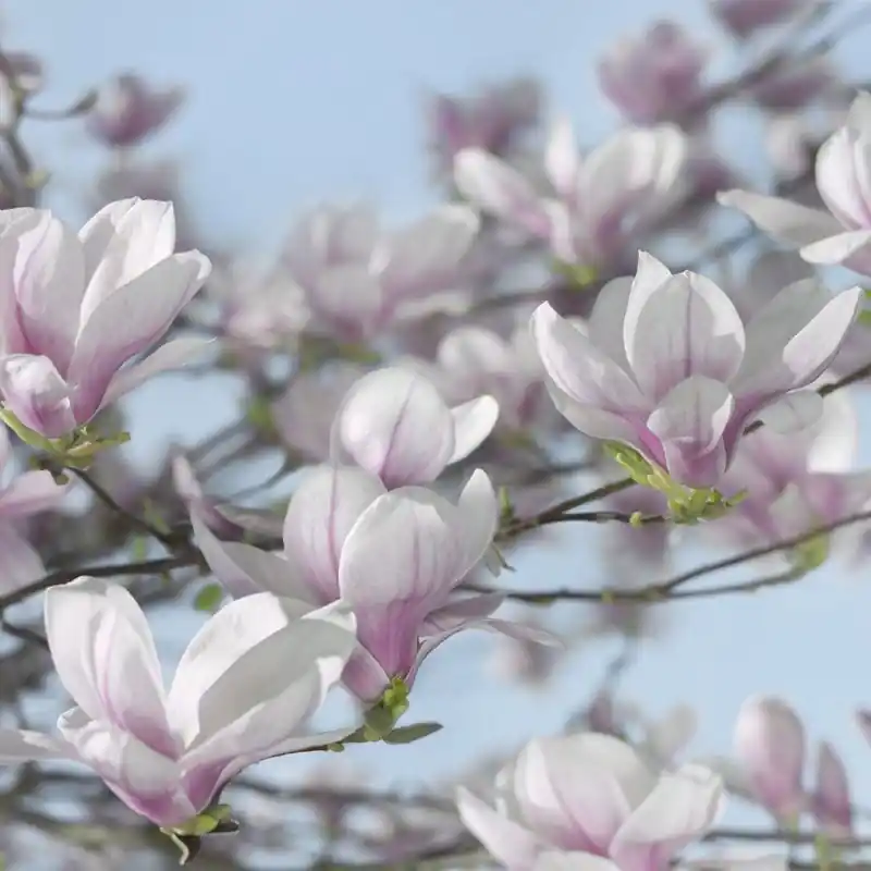 Comandă acum Fototapet floral Komar 8-738