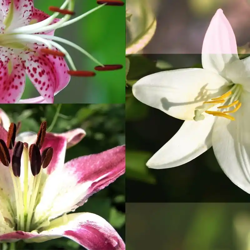 Preț redus Fototapet floral Consalnet 076P8