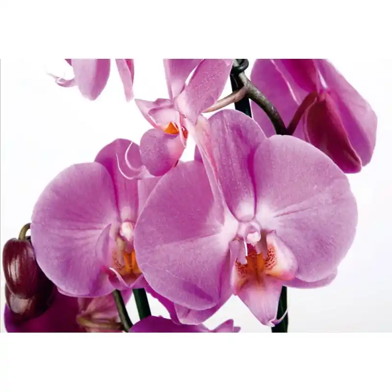 Plată securizată Fototapet floral AG Design FTS0049