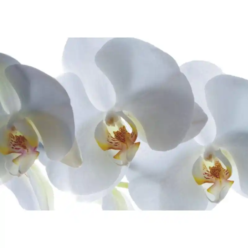 Cumpărături sigure Fototapet floral AG Design FTSs0832