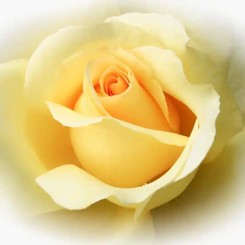 Fototapet floral Consalnet 1569P4 Doar azi