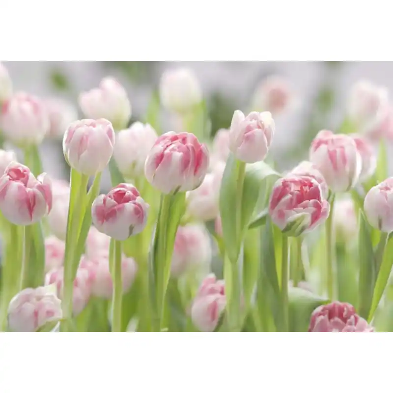 Super ofertă Fototapet floral Komar 8-708