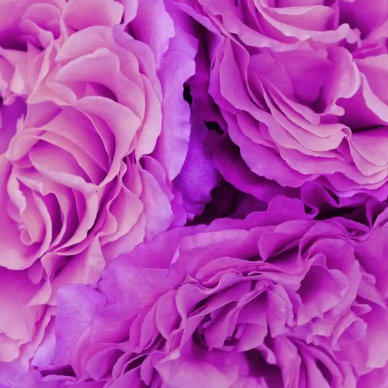 Fototapet floral Consalnet 657P4 Mai ieftin
