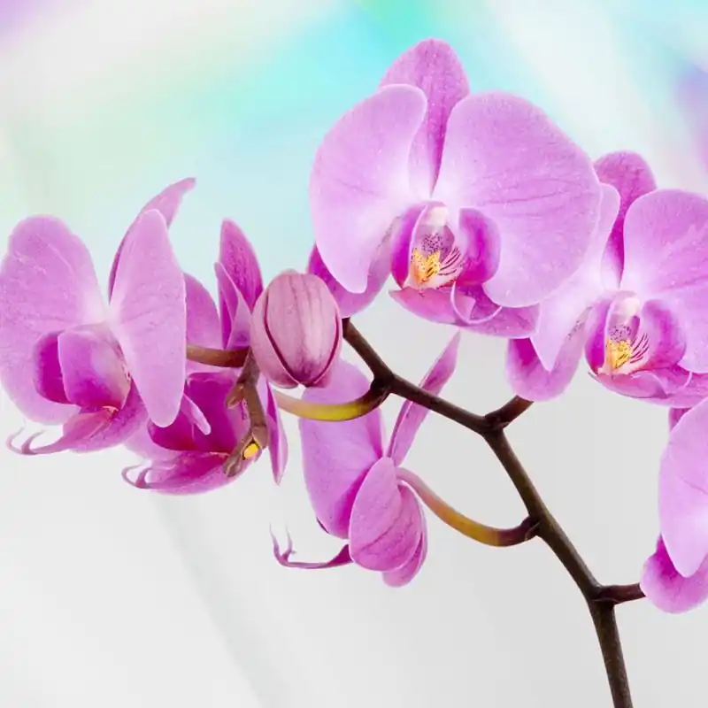 Fototapet floral Consalnet 116P8 Vezi acum