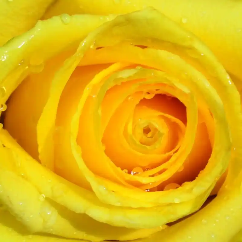 Calitate înaltă Fototapet floral Consalnet 661P8