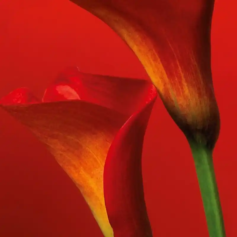 Fototapet floral Wizard & Genius 406 Reduceri