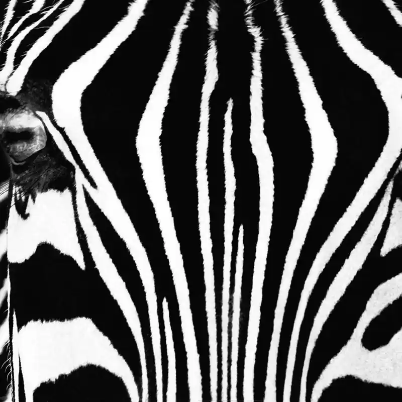 Fototapet zebra Wizard & Genius 684 Mai ieftin