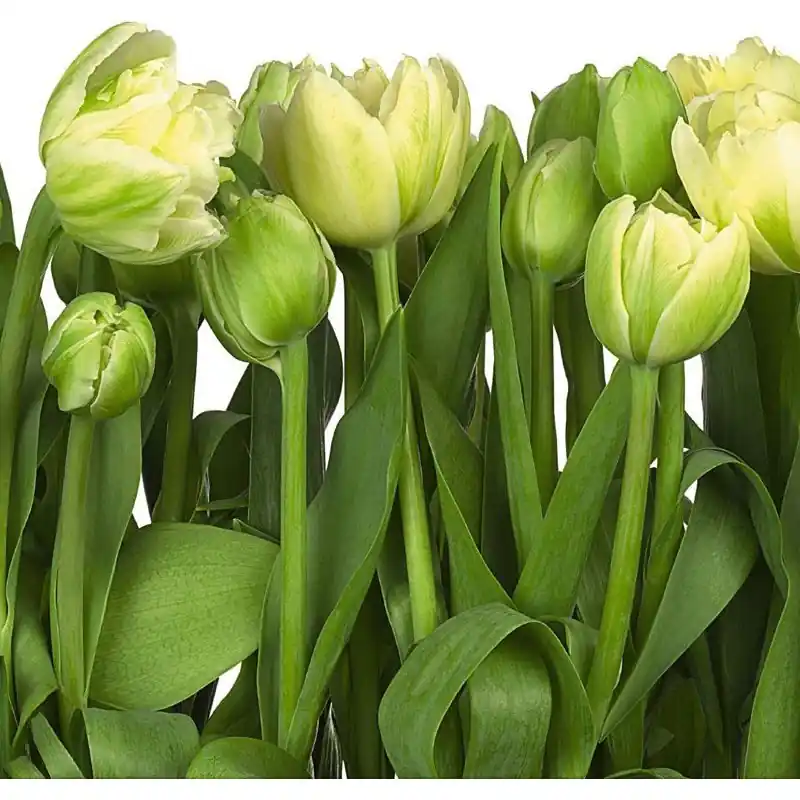 Nu rata Fototapet floral Komar 8-900