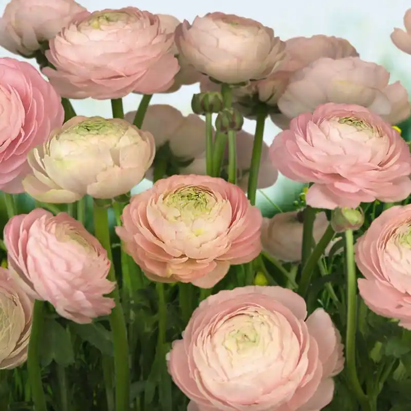 Fototapet floral Komar 8-894 Ofertă limitată