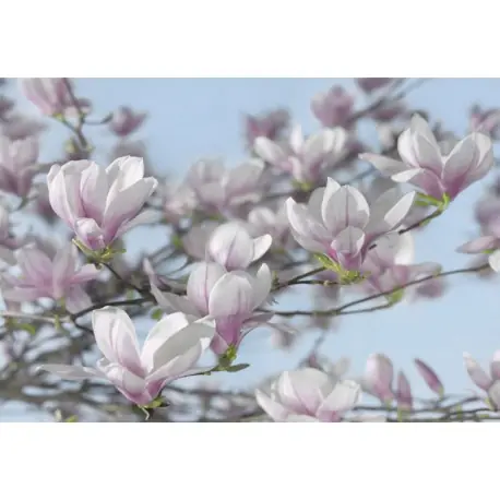 Preferatul clienților Fototapet Magnolii