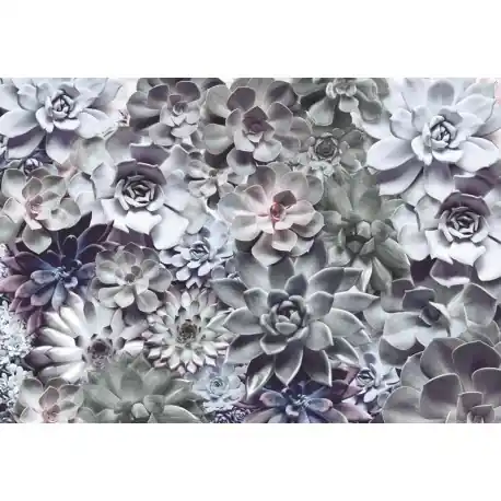 Plată securizată Fototapet Echeveria