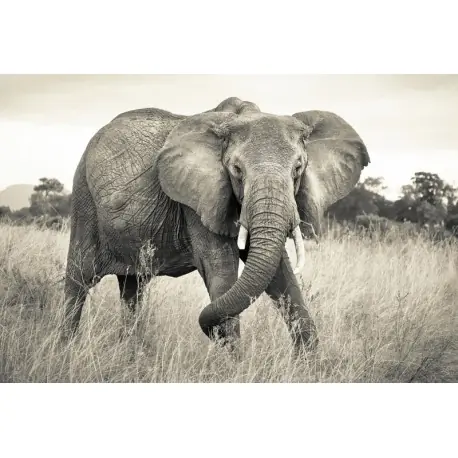 Fototapet Elefant in savana Cumpără online