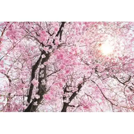 Livrare rapidă Fototapet floral Cires inflorit