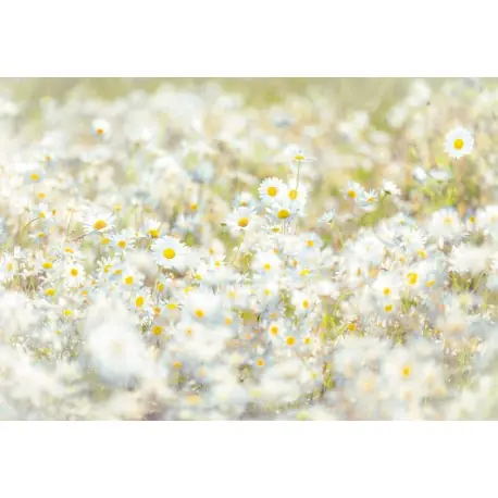 Fototapet floral Margarete Reducere