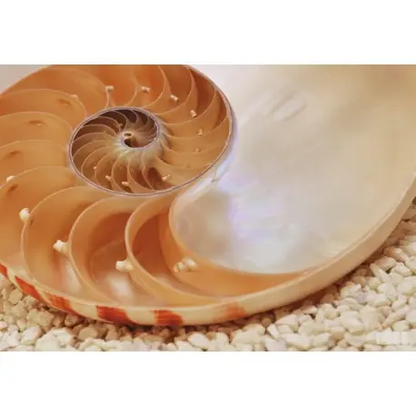 Fototapet Cochilie Nautilus Ofertă