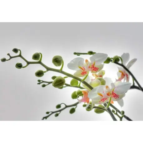 Fototapet floral Orhidee albe Ofertă specială