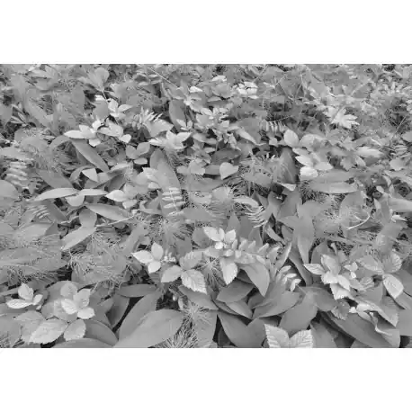 Cumpărături sigure Fototapet alb-negru Forest Floor