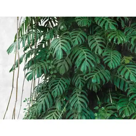 Preț mic Fototapet Jungla tropicala Monstera