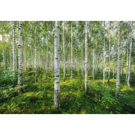 Fototapet Peisaj cu mesteceni Retur gratuit