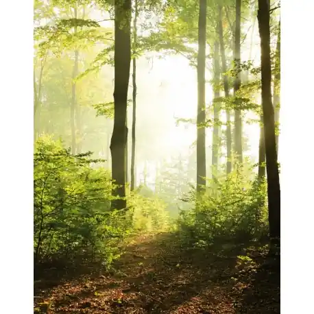 Fototapet Padure la apus Smart Art Cumpărături sigure