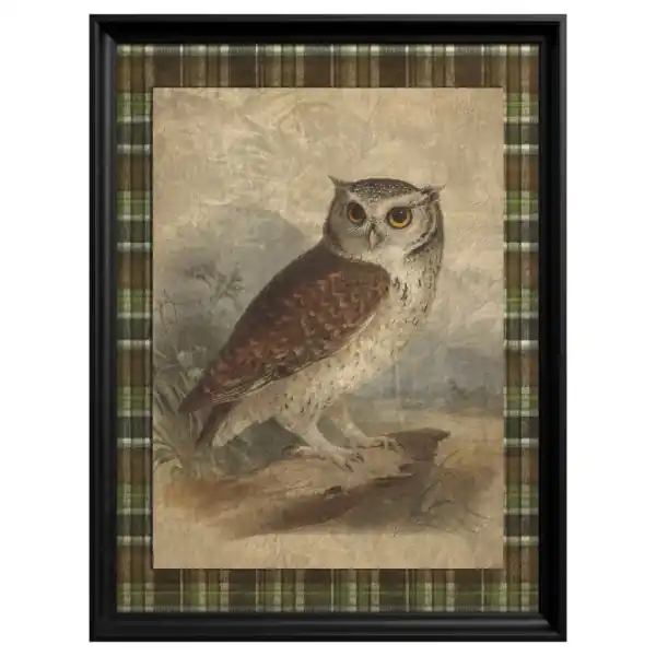 Cel mai bun preț Tablou Little Owl